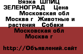 Вязка. ШПИЦ. ЗЕЛЕНОГРАД. › Цена ­ 3 000 - Московская обл., Москва г. Животные и растения » Собаки   . Московская обл.,Москва г.